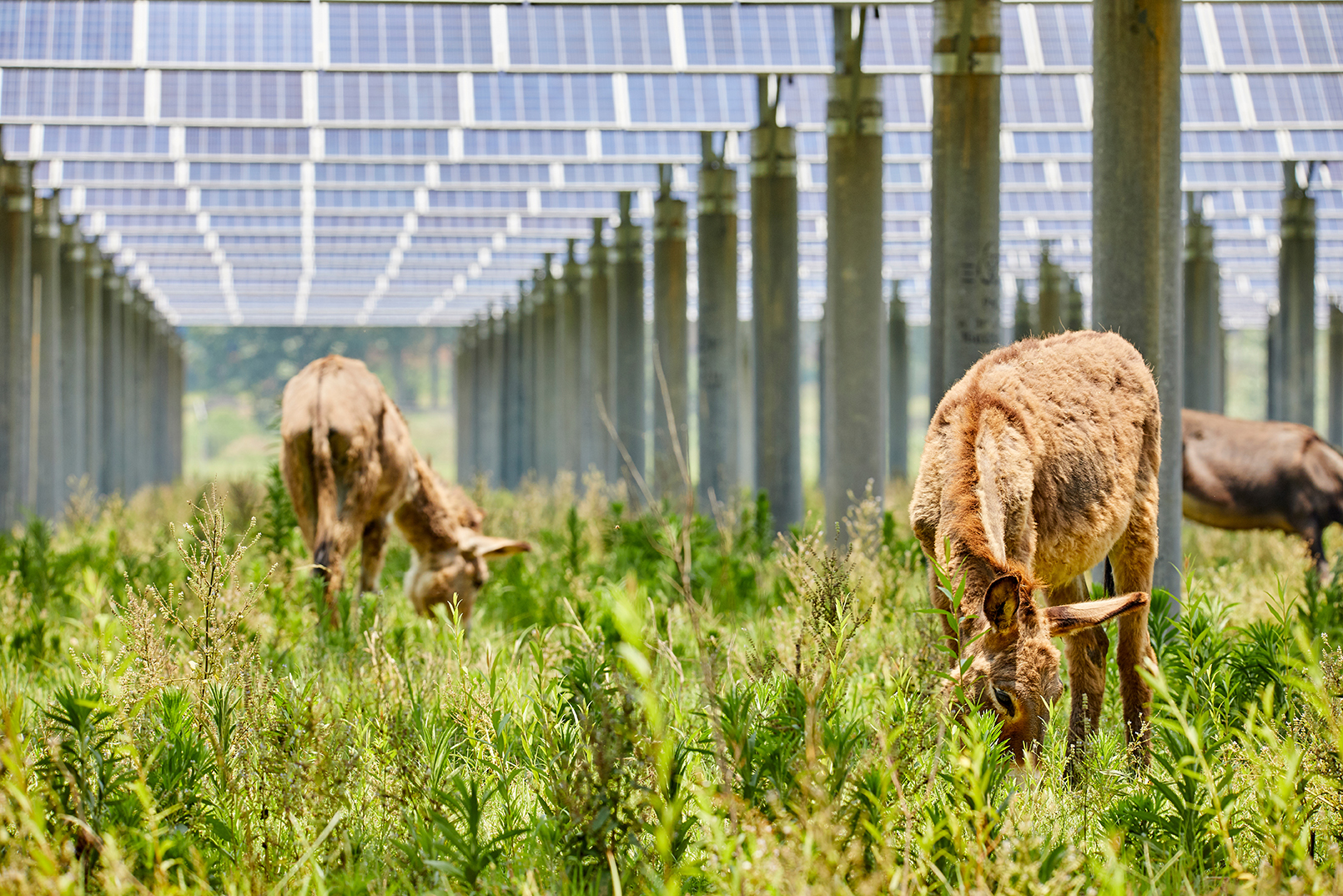 Donkeys grazing in a field under solar panels on a agrivoltaics farm
