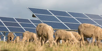 agrivoltaics farm with sheep