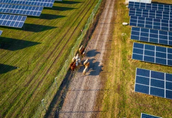 Sheep on a solar farm