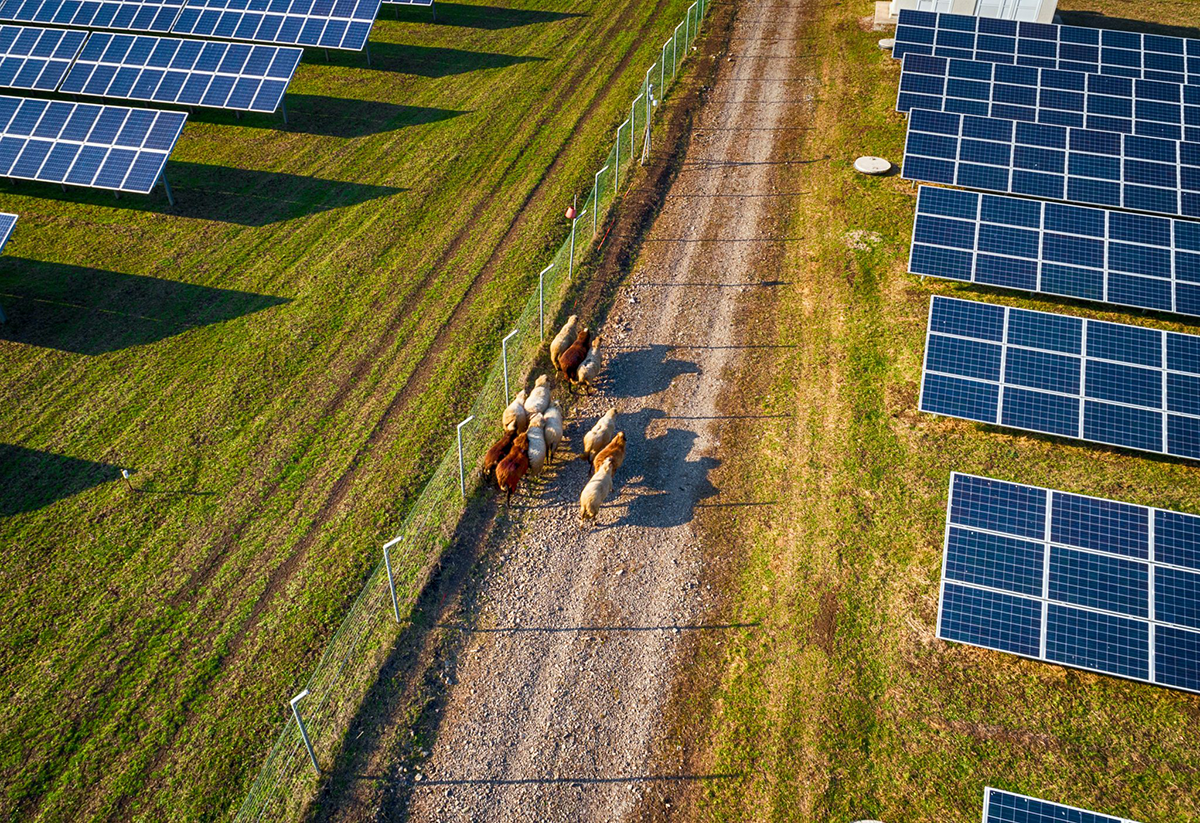 Sheep on a solar farm