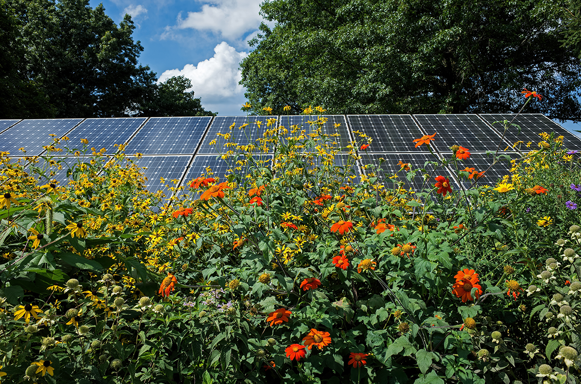 Solar panels in wild flowers